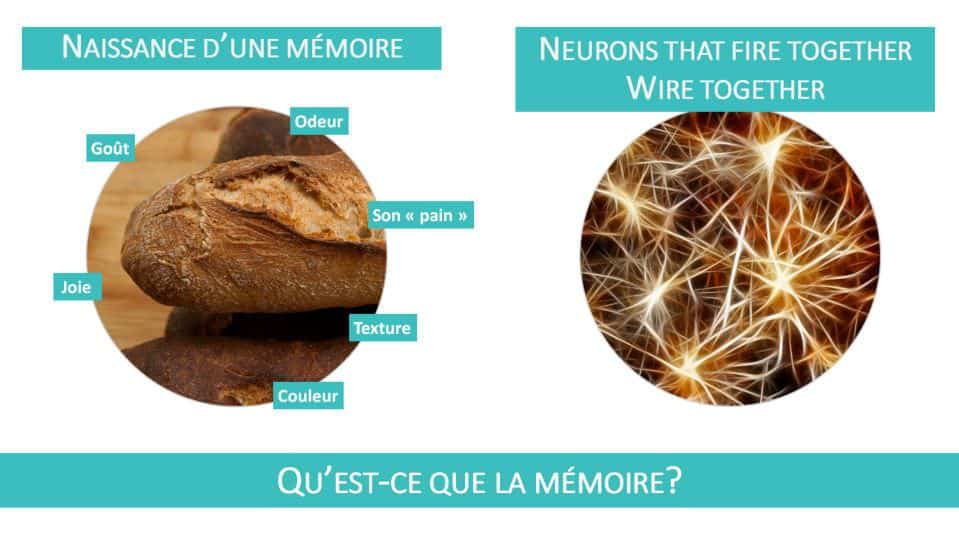Une information mémorisée, un souvenir, c’est un réseau unique de neurones connectés entre eux dans le cerveau, un réseau qui s’est formé au moment où le souvenir a été créé.
