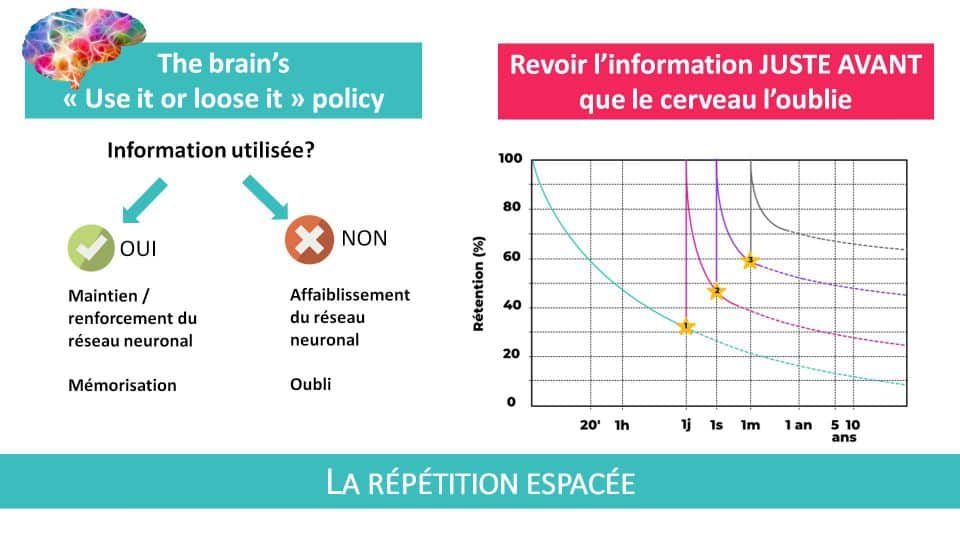 La force de la répétition espacée : revoir l'information juste avant que le cerveau l'oublie!