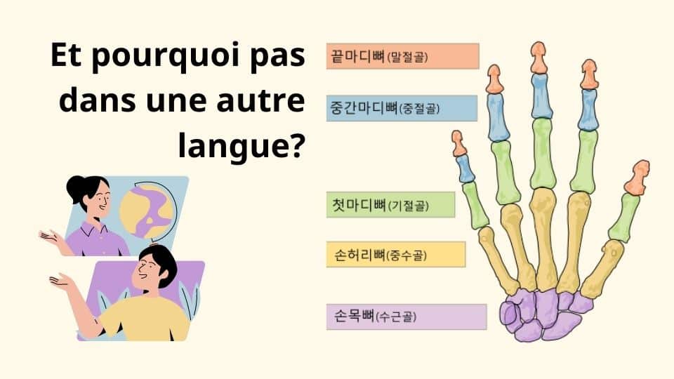 Applications des quiz visuels Anki pour l'apprentissage des langues