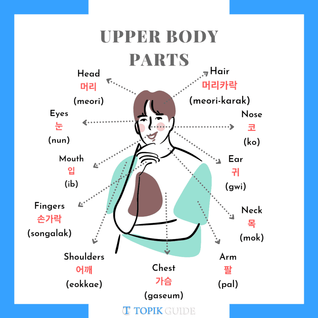 upper body parts in korean topik guide